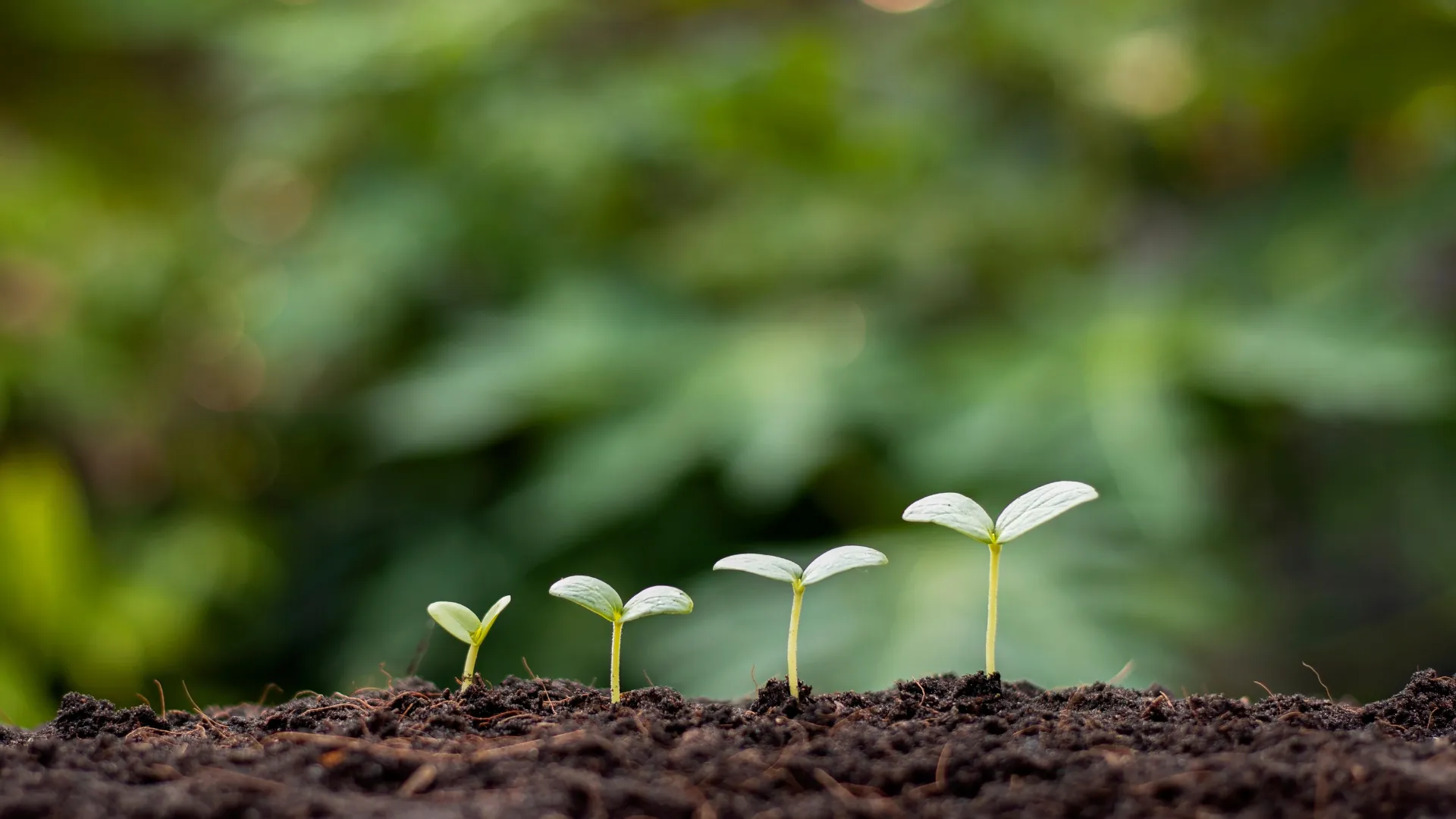 Turismo Chinampero Vivo en Mixquic - Atzin Calpulli Ojo de Agua